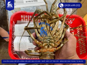 Giấy Báo Gói Tôm Hùm